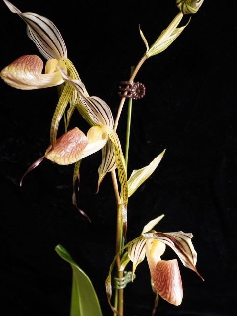 Paph. Kopingii v Topperi x Stonei #1 x2008