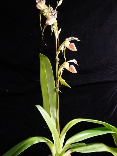 Paph. Kopingii v Topperi x Stonei #1 x2008