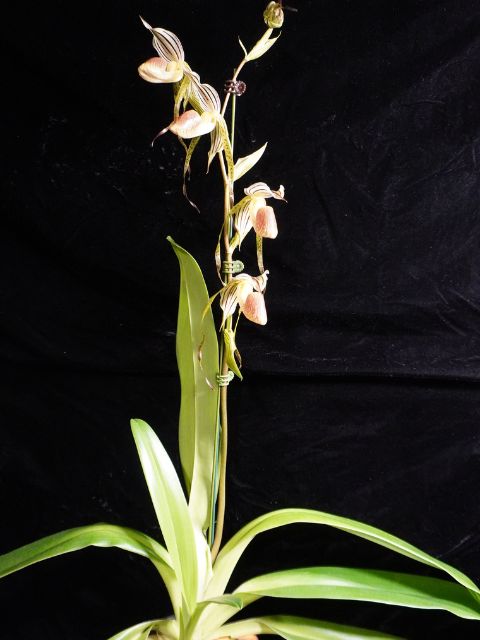 Paph. Kopingii v Topperi x Stonei #1 x2008