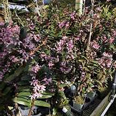 Maxillaria scalariformis pinky purple orchid