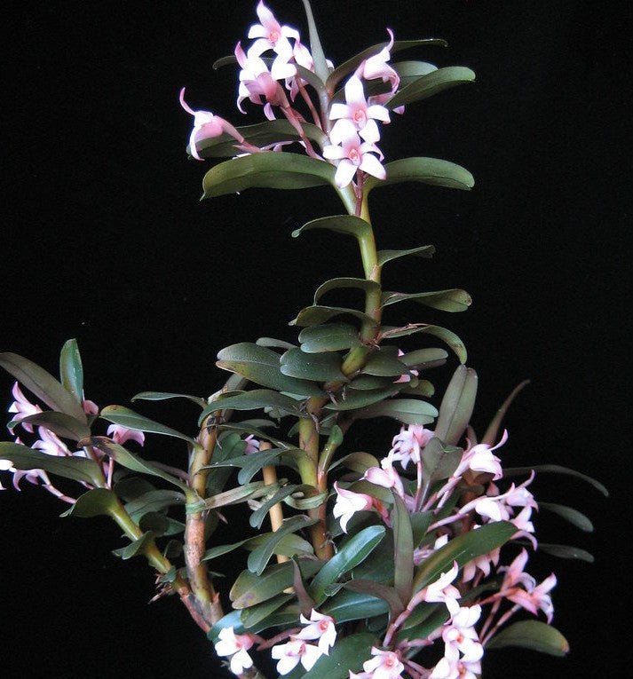 Maxillaria scalariformis pinky purple orchid