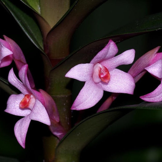 Maxillaria scalariformis pinky purple orchid