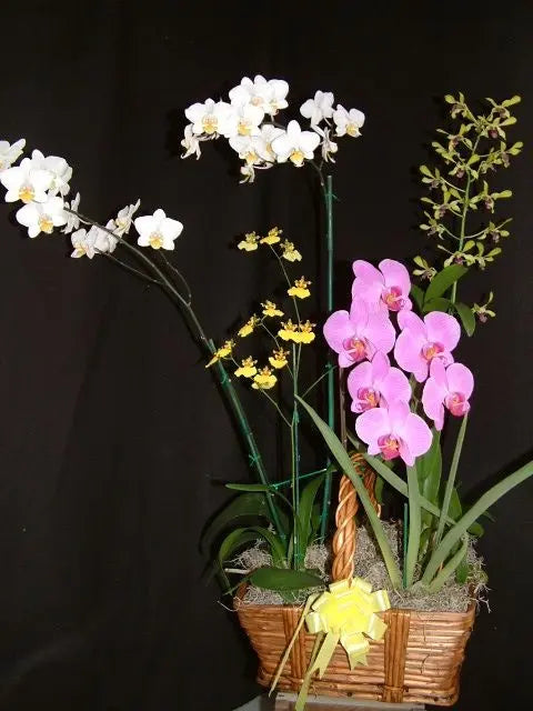 The "Mayor's Basket" 5 Orchid Gift Basket