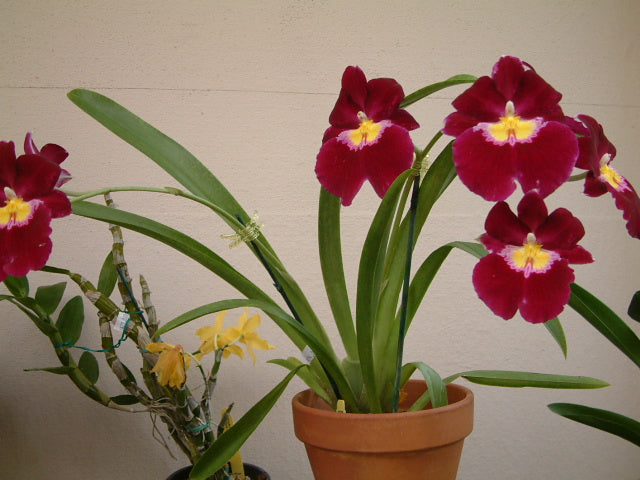 Milt. Bert Field “Eileen” AM/AOS