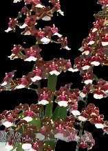 Onc. Aka Baby 'Raspberry Chocolate' HCC/AOS