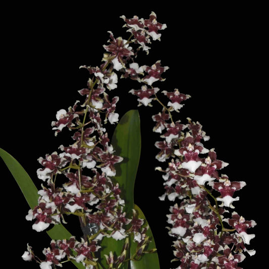 Onc. Heaven Scent - Chocolate Orchid