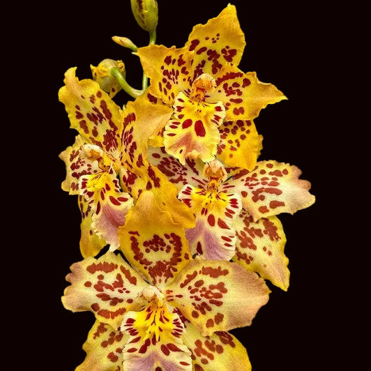 Oncidium Brennan Scott Barfield