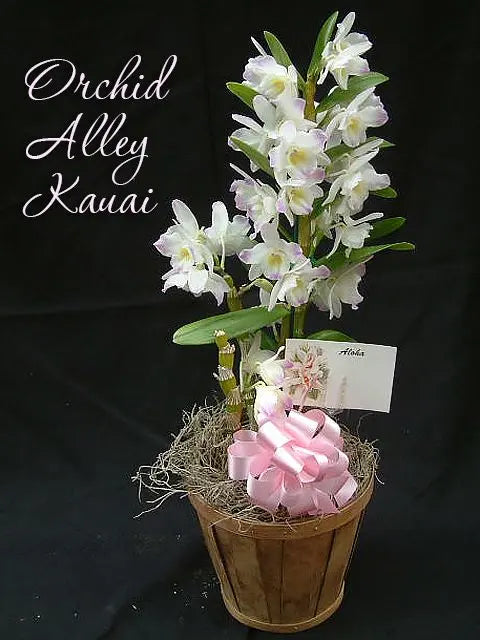 The Single Orchid Gift Basket
