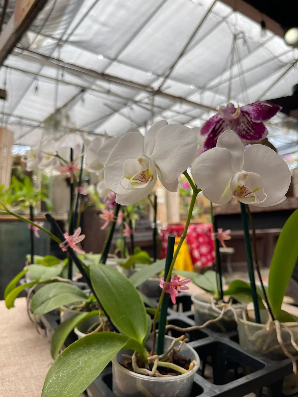 Phalaenopsis White orchid - Moth Orchid