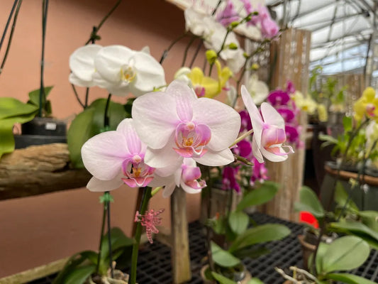 Phalaenopsis Orchid - In bloom or spike (Growers Choice)