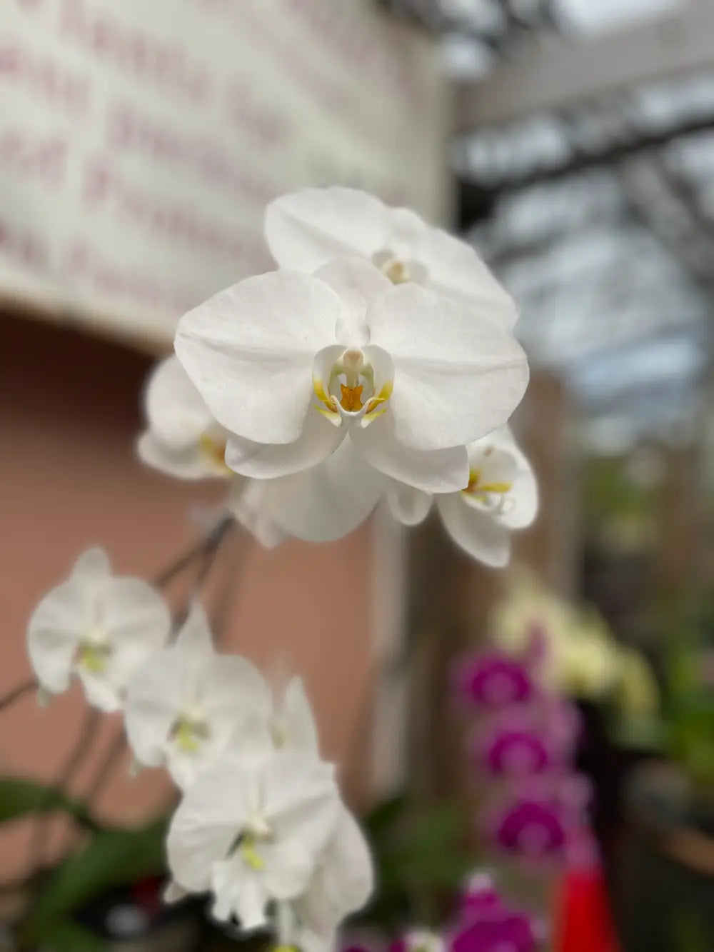 Phalaenopsis White orchid - Moth Orchid