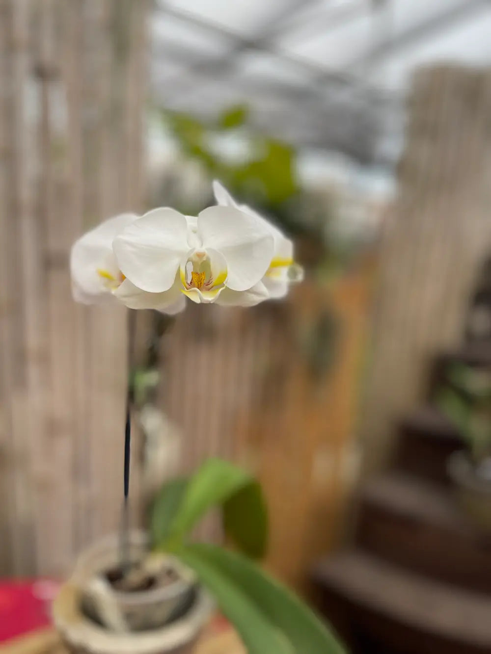 Phalaenopsis White orchid - Moth Orchid