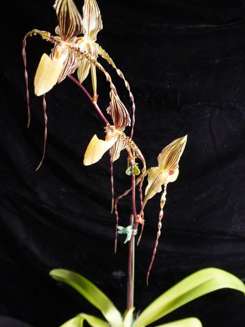 Paphiopedulum St. Swithin - 4-6" Pot