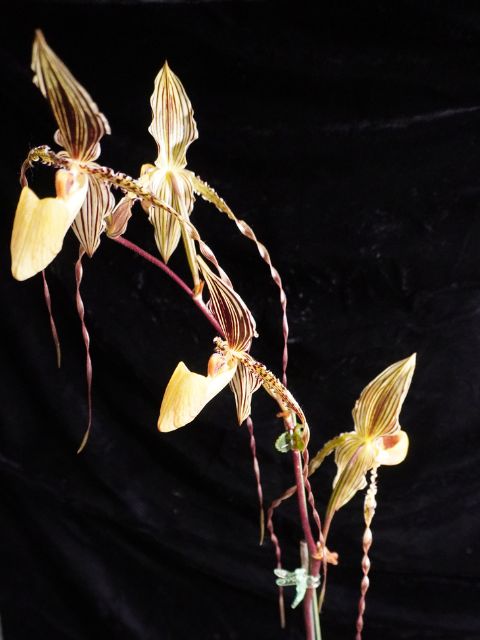 Paphiopedulum St. Swithin - 4-6" Pot