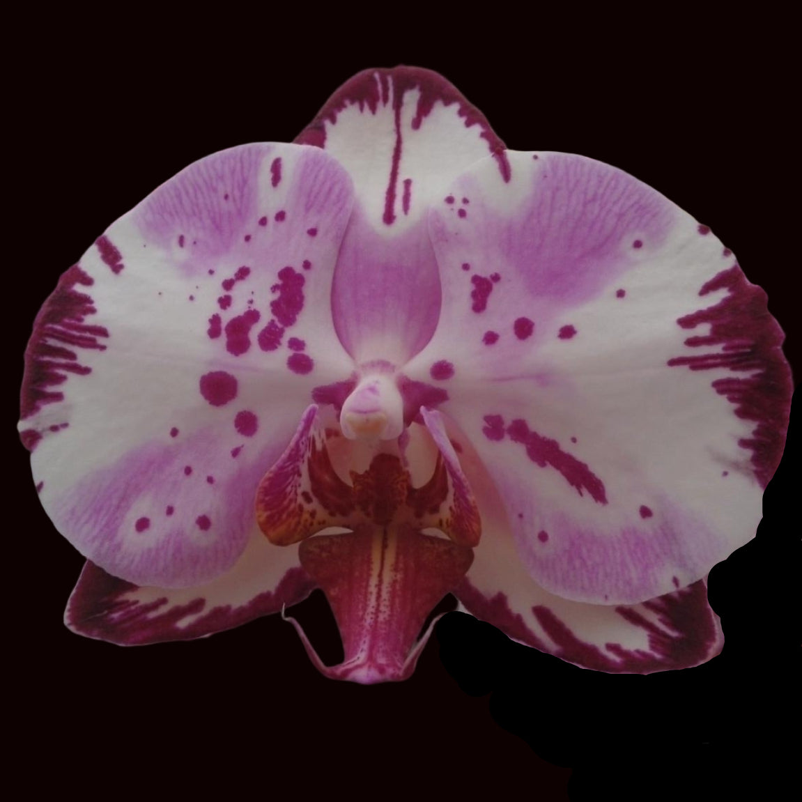 Phalaenopsis Flare orchids -exotic patterns-growers choice