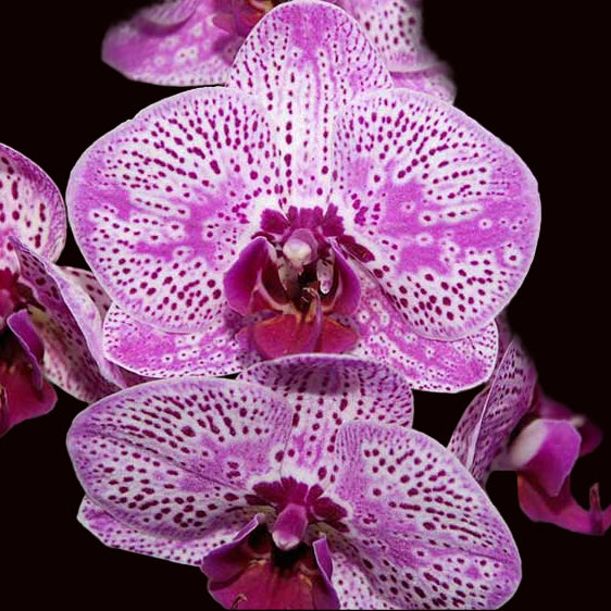Phalaenopsis Flare orchids -exotic patterns-growers choice