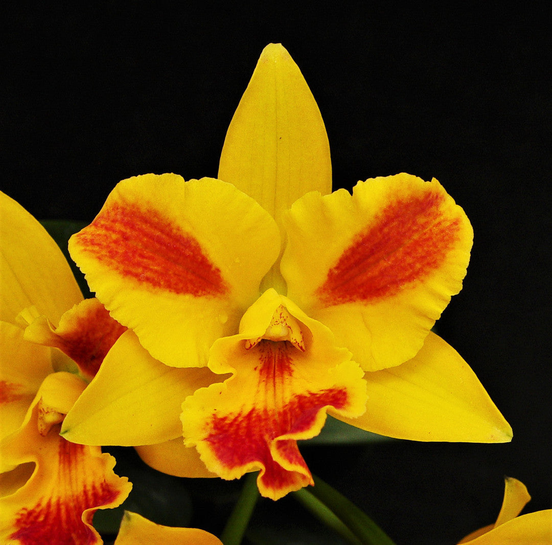 Pot. Burana Beauty 'Burana' HCC/AOS