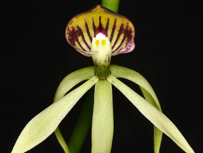Prosthechea Green Hornet (Psh. cochleata x trulla)