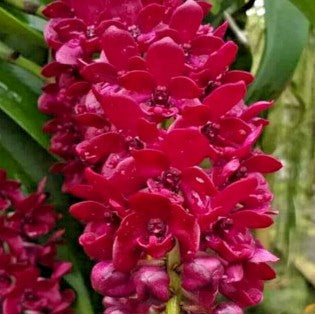 Rhynchostylis gigantea red fragrant orchid