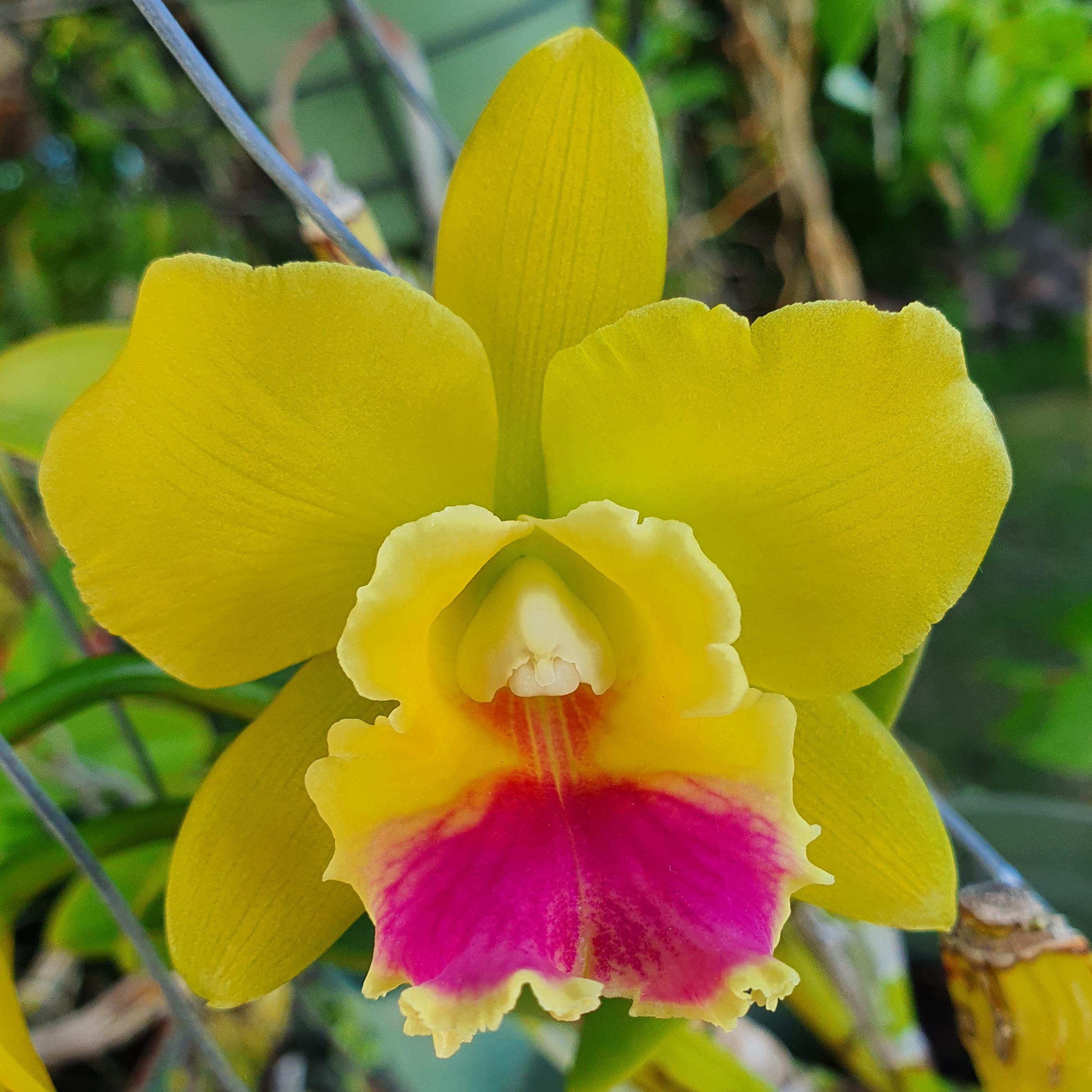 Rth Lemon Drop 'NN' – Orchid Alley