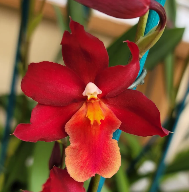 Osp. Fran's Jewels 'Brilliant'