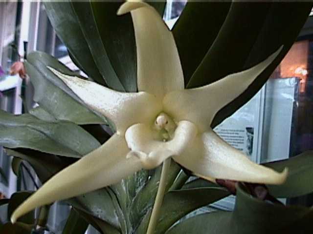 Angraecum sesquipedale orchid, The Darwin Orchid