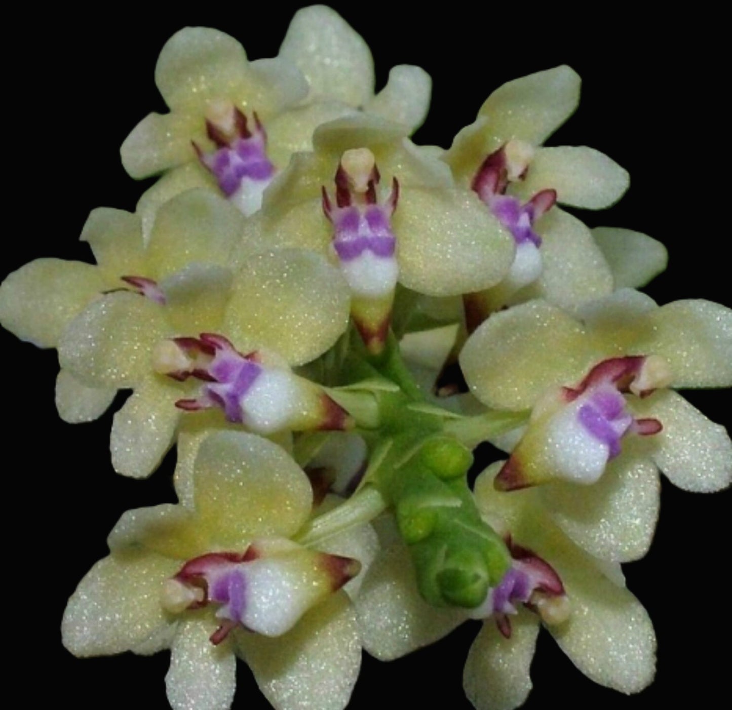 Tuberolabium kotoense species orchid