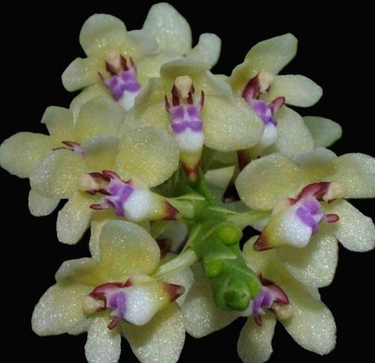 Tuberolabium kotoense species orchid