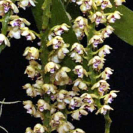 Tuberolabium kotoense species orchid