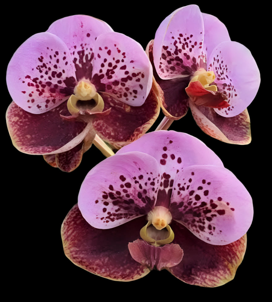 Vanda Thonglor x Khun Ying