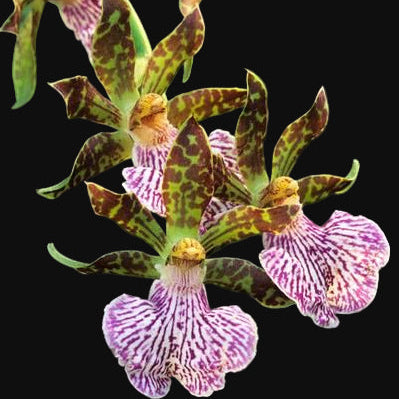 Z. mackayi species orchid