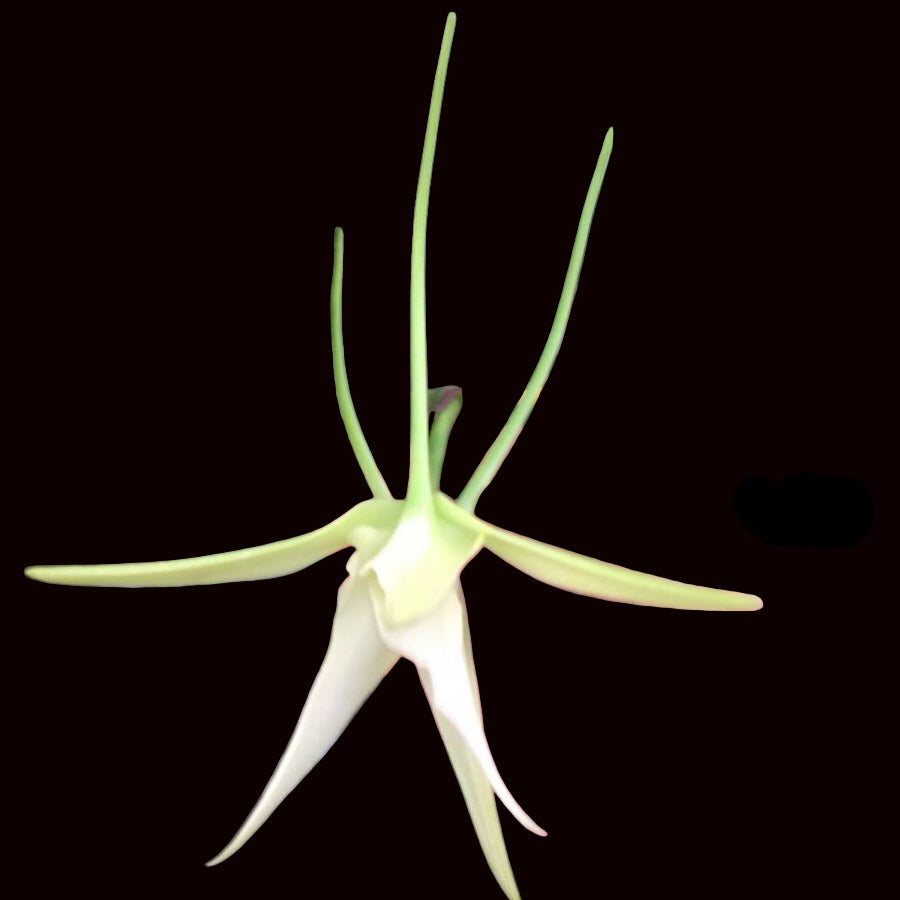 Angraecum Crestwood '3 Spurs' fragrant