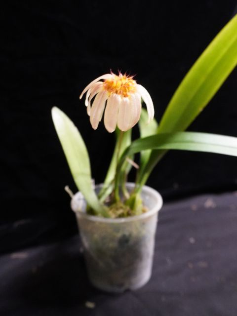 Bulbophyllum Lepidum 'Calamantan' x Kampanulatum