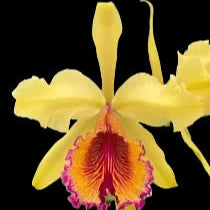 Cattleya dowiana frma Aurea 'Hsinying' rare orchid