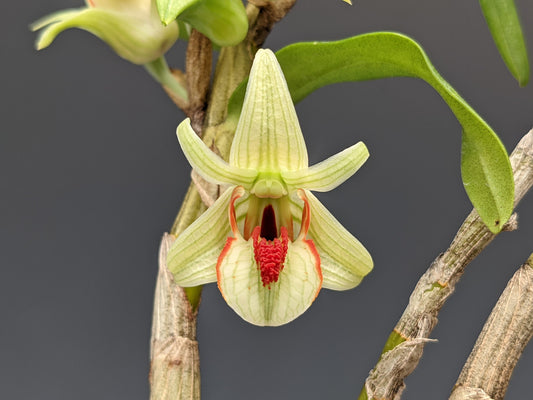 Den. cruentum species orchid