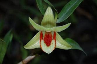 Den. cruentum species orchid