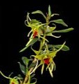 Den. tobaense var. giganteum exotic, fragrant species orchid
