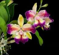 Lc. Cecilia Chavarria orchid