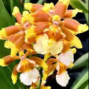 Ons. Hilo Firecracker 'Lucky Strike'' Multi-spike orchid