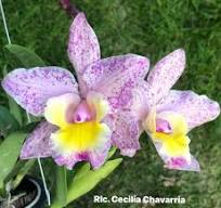 Lc. Cecilia Chavarria orchid