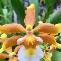 Ons. Hilo Firecracker 'Lucky Strike''