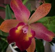 Lc. Cecilia Chavarria orchid