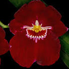 Milt. Bert Field “Eileen” AM/AOS Red Colored Orchid