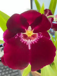 Milt. Bert Field “Eileen” AM/AOS Red Colored Orchid