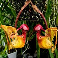Coryanthes macrantha 'Bucket Orchid' AKA 'The endowed alien orchid' rare