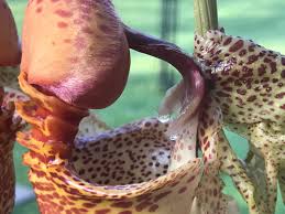 Coryanthes macrantha 'Bucket Orchid' AKA 'The endowed alien orchid' rare