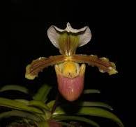 (Paph. Peony 'Regency' x Magic Mood 'Allan Napper') x Barbi Playmate