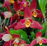coryanthes macrantha