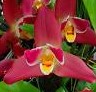 lysudamuloa red jewel orchid (rare)