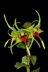 Den. tobaense var. giganteum exotic species orchid